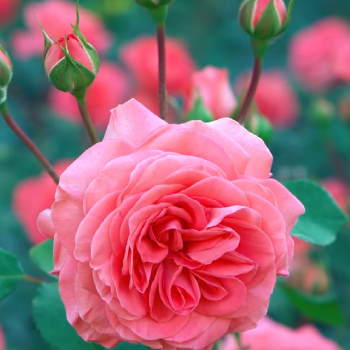 أ. نيفين فوزي